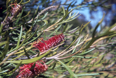 APII jpeg image of Grevillea 'Brookvale Letitia'  © contact APII