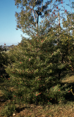 APII jpeg image of Grevillea 'Brookvale Letitia'  © contact APII
