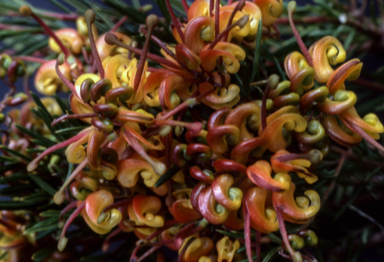 APII jpeg image of Grevillea 'Jubilee'  © contact APII