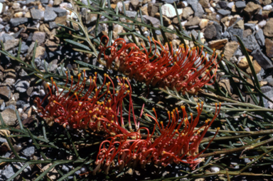 APII jpeg image of Grevillea 'Lyrebird'  © contact APII