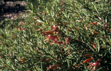 APII jpeg image of Eremophila maculata 'Carmine Star'  © contact APII
