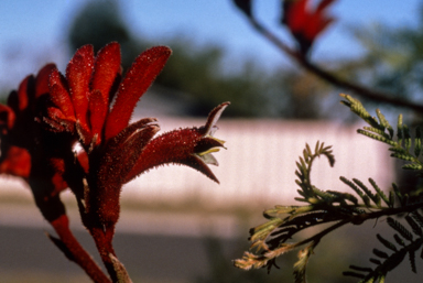 APII jpeg image of Anigozanthos 'Red Cross'  © contact APII