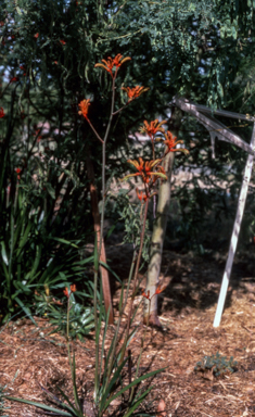 APII jpeg image of Anigozanthos 'Regal Claw'  © contact APII