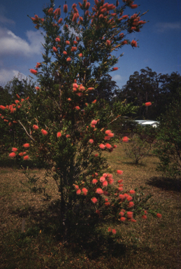 APII jpeg image of Callistemon 'Glasshouse Country'  © contact APII