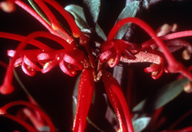 APII jpeg image of Grevillea 'Poorinda Firebird'  © contact APII