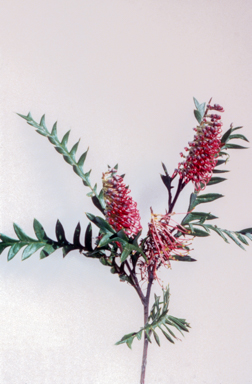 APII jpeg image of Grevillea 'Poorinda Peter'  © contact APII