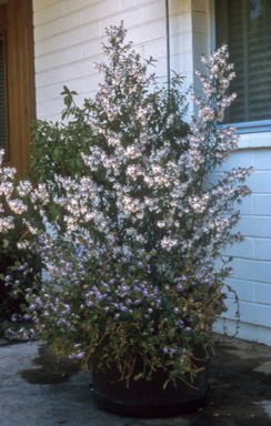 APII jpeg image of Prostanthera 'Poorinda'  © contact APII