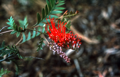 APII jpeg image of Grevillea 'Boongala Spinebill'  © contact APII