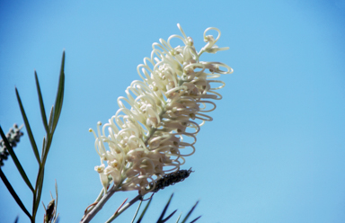 APII jpeg image of Grevillea 'Parfait Creme'  © contact APII