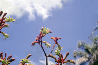 APII jpeg image of Anigozanthos 'Spence's Spectacular'  © contact APII