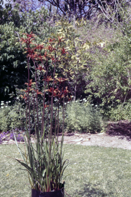APII jpeg image of Anigozanthos 'Spence's Spectacular'  © contact APII