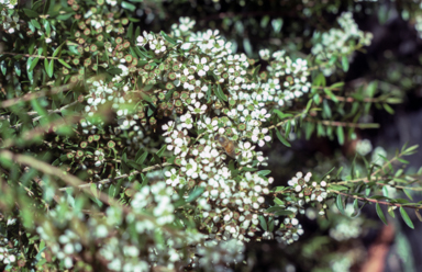APII jpeg image of Babingtonia virgata 'White Cascade'  © contact APII