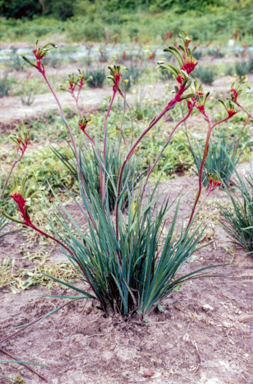APII jpeg image of Anigozanthos 'Bush Emerald'  © contact APII