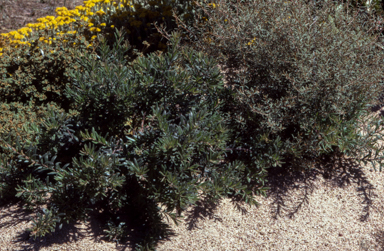 APII jpeg image of Grevillea 'Granya Glory'  © contact APII
