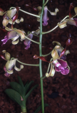 APII jpeg image of Dendrobium 'Hazel Hawke'  © contact APII