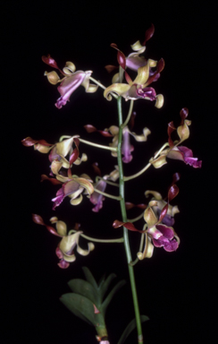 APII jpeg image of Dendrobium 'Hazel Hawke'  © contact APII
