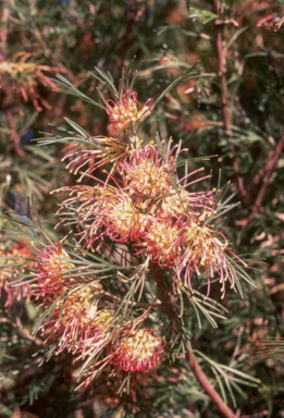 APII jpeg image of Grevillea 'Winpara Gold'  © contact APII
