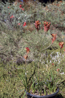 APII jpeg image of Anigozanthos 'Ruby Jools'  © contact APII