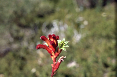 APII jpeg image of Anigozanthos 'Ruby Jools'  © contact APII