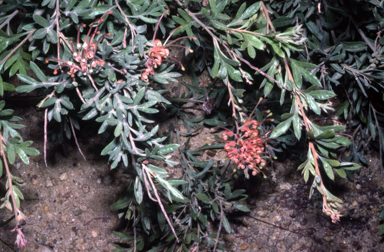 APII jpeg image of Grevillea 'Wakiti Sunrise'  © contact APII