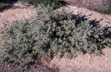 APII jpeg image of Grevillea 'Wakiti Sunrise'  © contact APII