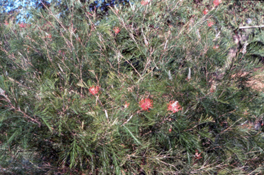 APII jpeg image of Grevillea 'Jester'  © contact APII