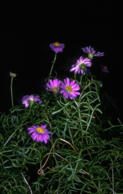 APII jpeg image of Brachyscome multifida 'Evan'  © contact APII