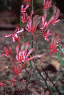 APII jpeg image of Anigozanthos 'Pink Joey'  © contact APII