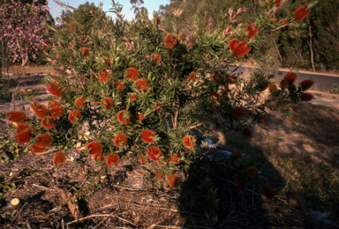APII jpeg image of Callistemon 'Ngungun Red'  © contact APII