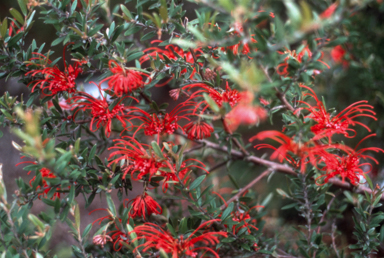 APII jpeg image of Grevillea 'Tyagle Glow'  © contact APII