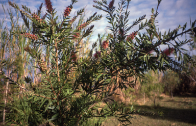 APII jpeg image of Callistemon 'Country Sprite'  © contact APII
