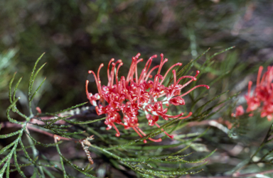 APII jpeg image of Grevillea 'Jester'  © contact APII