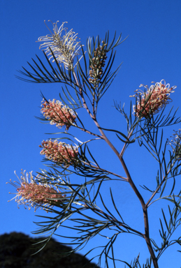 APII jpeg image of Grevillea 'Pink Surprise'  © contact APII