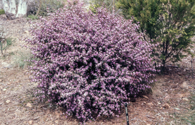 APII jpeg image of Boronia mollis 'Lorne Pride'  © contact APII