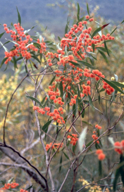 APII jpeg image of Acacia leprosa 'Murrindini Fireball'  © contact APII