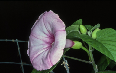 APII jpeg image of Ipomoea 'Proserpine Blue'  © contact APII