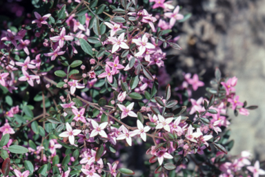 APII jpeg image of Boronia 'Telopea Valley Star'  © contact APII