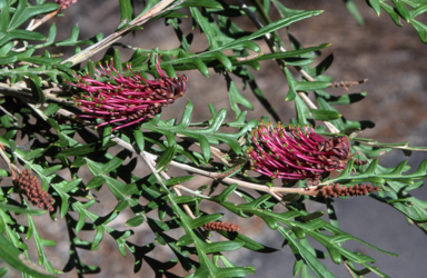 APII jpeg image of Grevillea 'Telopea Valley Frond'  © contact APII