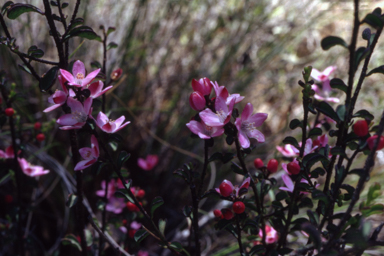 APII jpeg image of Philotheca 'Kangaroo Gully Crimson'  © contact APII