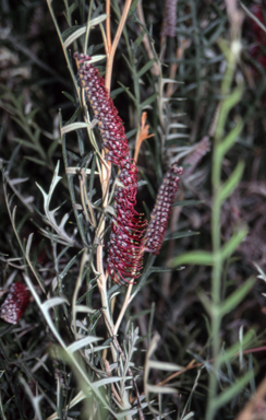 APII jpeg image of Grevillea 'Simply Sarah'  © contact APII