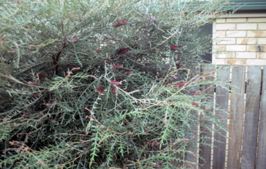 APII jpeg image of Grevillea 'Simply Sarah'  © contact APII