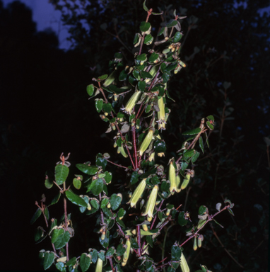 APII jpeg image of Correa 'Green Giant'  © contact APII