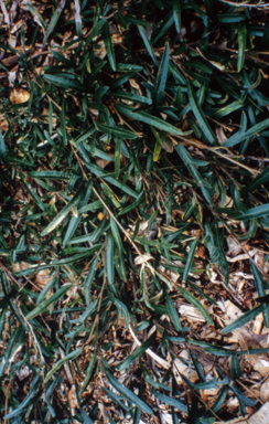 APII jpeg image of Grevillea 'Hunter Beauty'  © contact APII