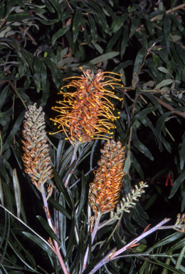 APII jpeg image of Grevillea 'Apricot Blush'  © contact APII