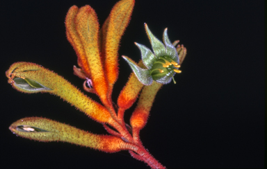 APII jpeg image of Anigozanthos pulcherrimus 'Bush Haze'  © contact APII