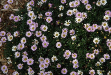 APII jpeg image of Brachyscome 'Jumbo Tricolor'  © contact APII