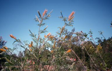 APII jpeg image of Grevillea 'Winter Sparkles'  © contact APII