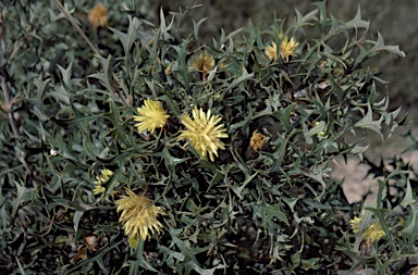 APII jpeg image of Banksia armata  © contact APII