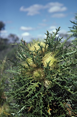 APII jpeg image of Banksia cirsioides  © contact APII