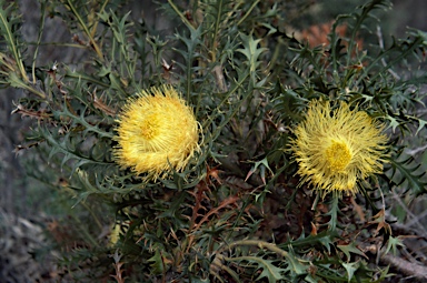 APII jpeg image of Banksia falcata  © contact APII